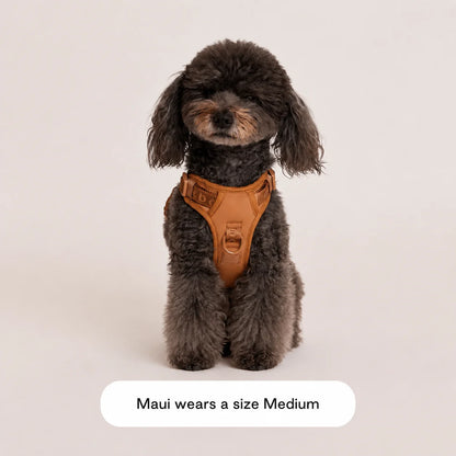 The Ultimate Breathable & Easy-Fit Dog Harness