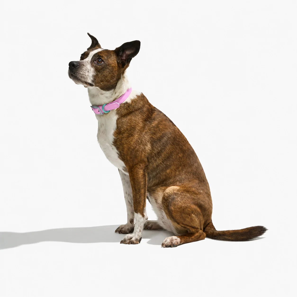 The Ultimate Waterproof & Odor-Free Flex Dog Collar | 2 Pack per Set